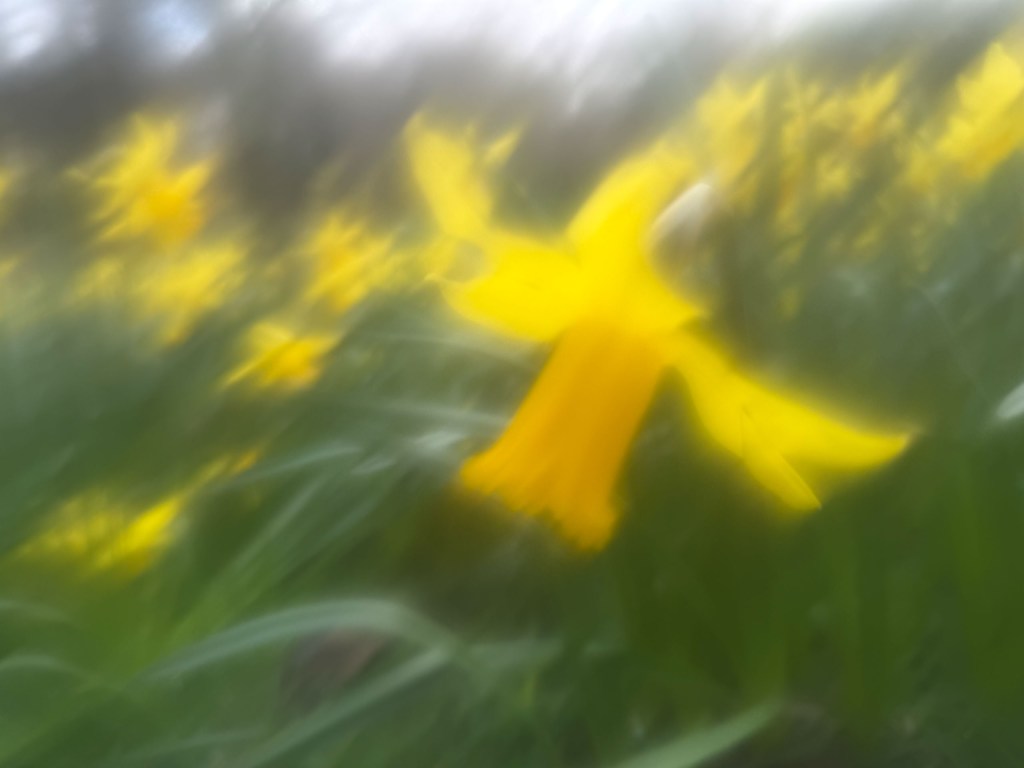 Some daffodils in soft focus