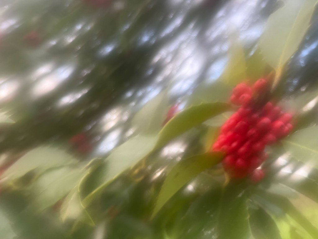 Soft focus red berries