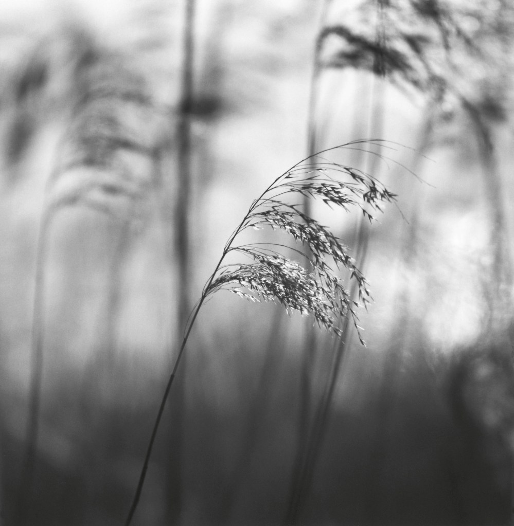 Wind Whisper, Dali, Yunnan, China, 2014 © Michael Kenna, 2026