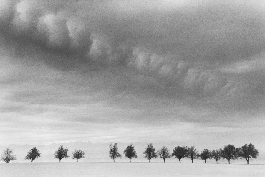 Michael Kenna Same Sun Same Moon, Fourteen trees, Marbach Austria, 1999