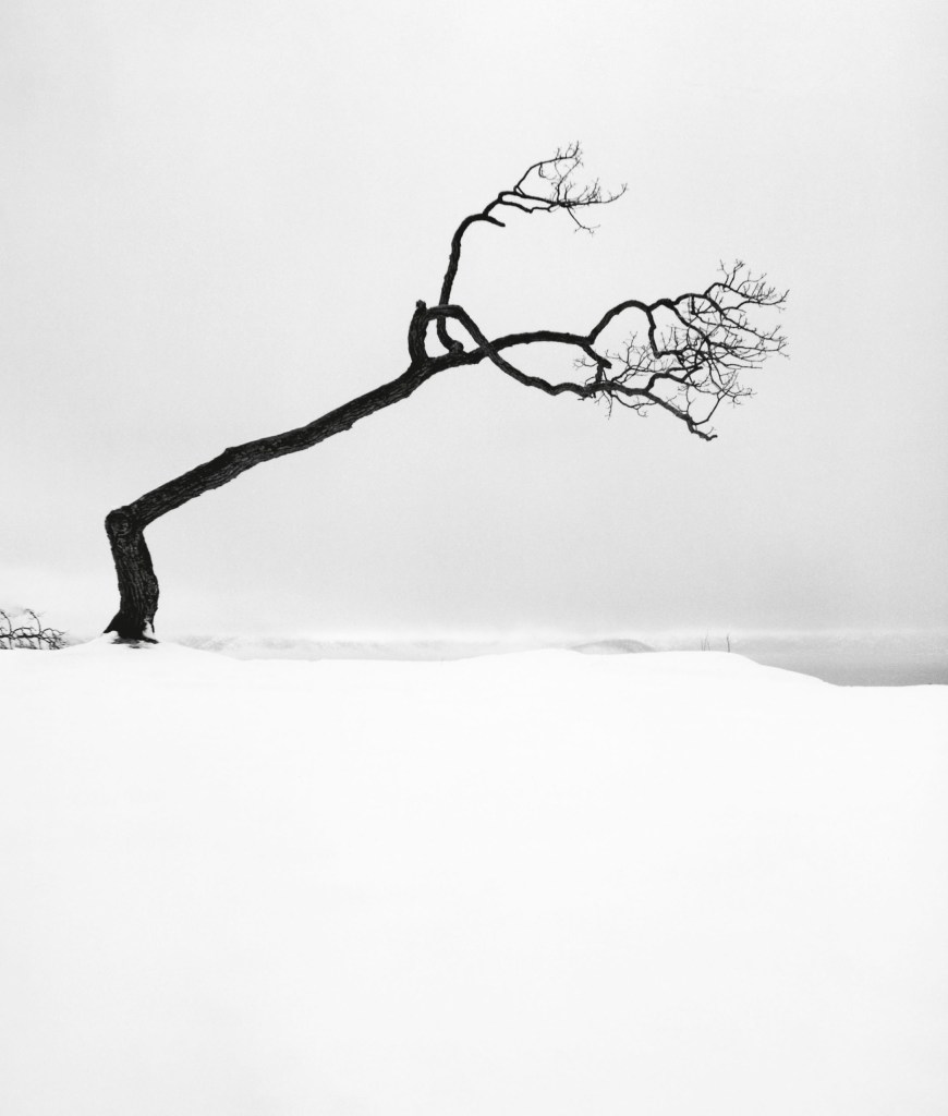 Kussharo Lake Tree, Study 17, Kotan, Hokkaido, Japan. 2007 © Michael Kenna, 2026
