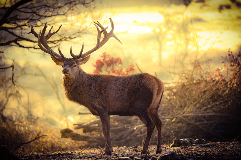 Jordan James uses his Picfair gallery to show off his work as The Autistic Photographer https://jordan-james-photography.picfair.com/