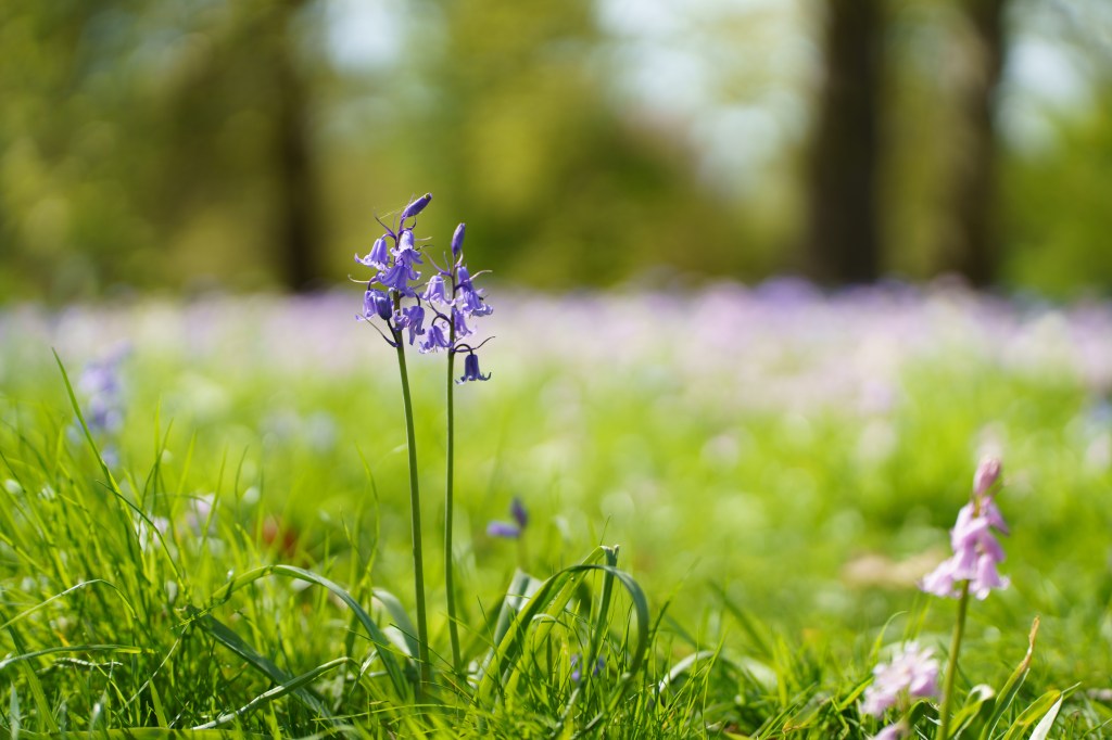 Viltrox 50mm f/1.4 Pro FE sample, bokeh, bluebell field
