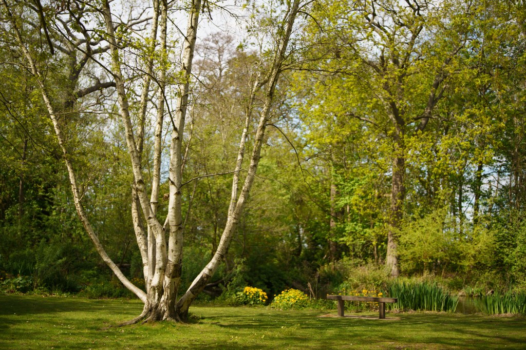 Viltrox 50mm f/1.4 Pro FE sample forest clearing