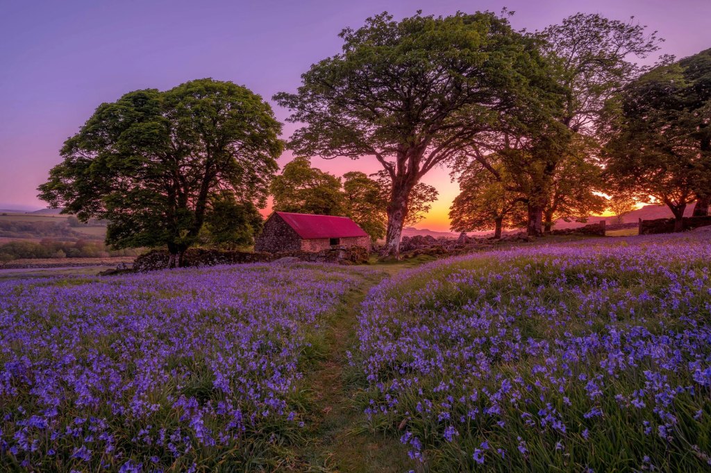An image taken at purple and orange sunset with purple flowers filling a field and a path leading up to a small house nestled between trees.