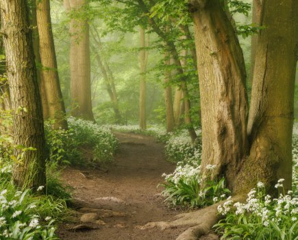 A forest path edged by white flowers