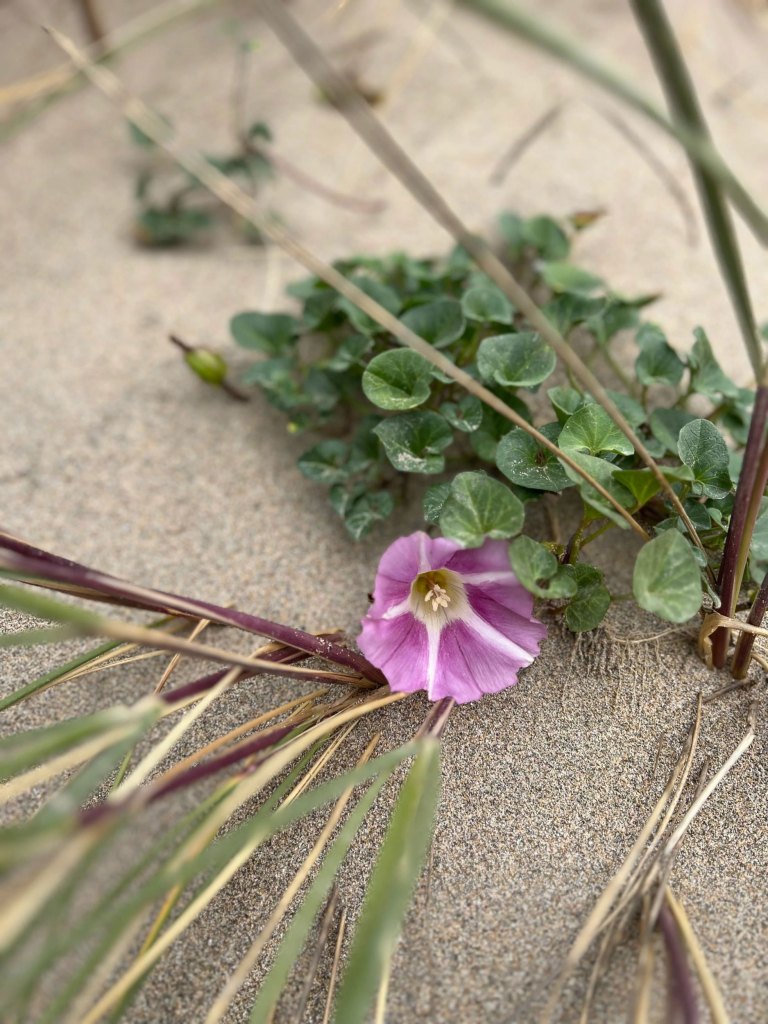 small purple flower with green leaves growing in the sand