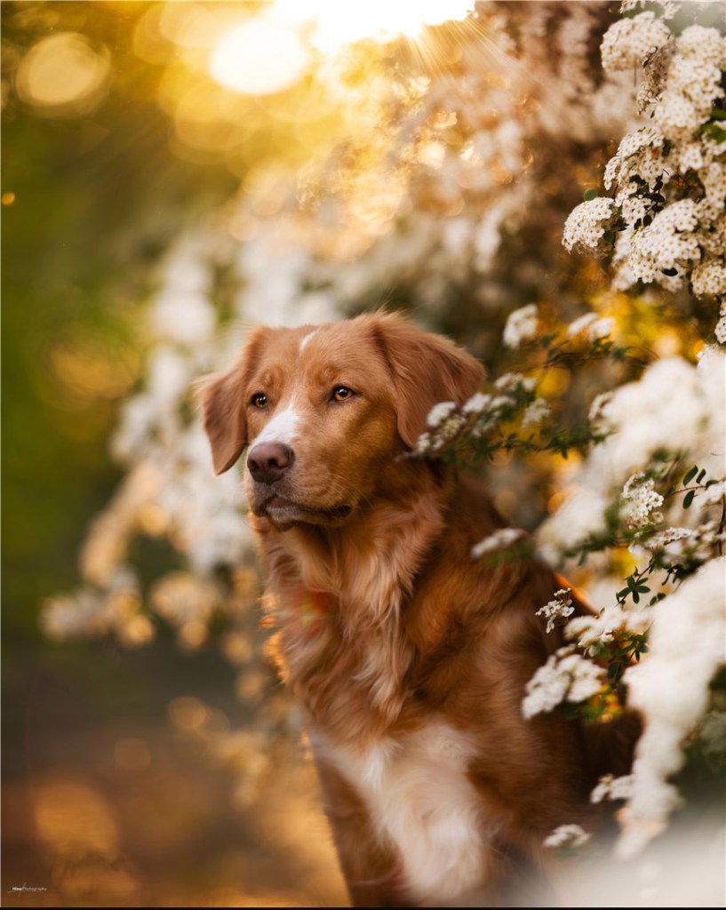 7Artisans 135mm le ns sample, a brown dog sitting in a flowering bush with out of focus background and bokeh 