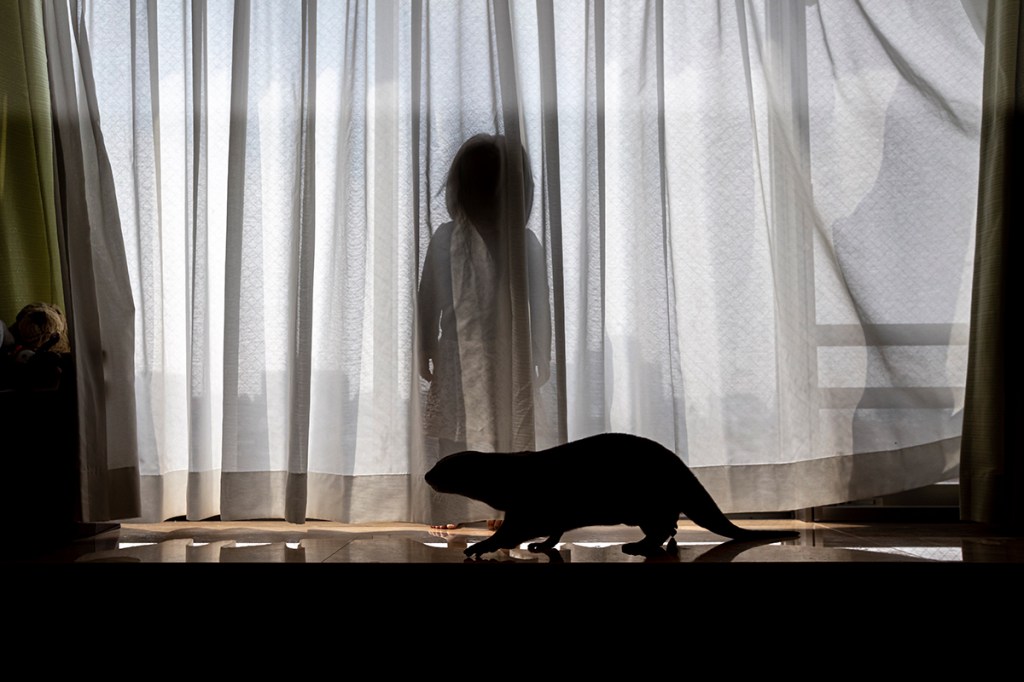 photo of an otter walking past a curtain