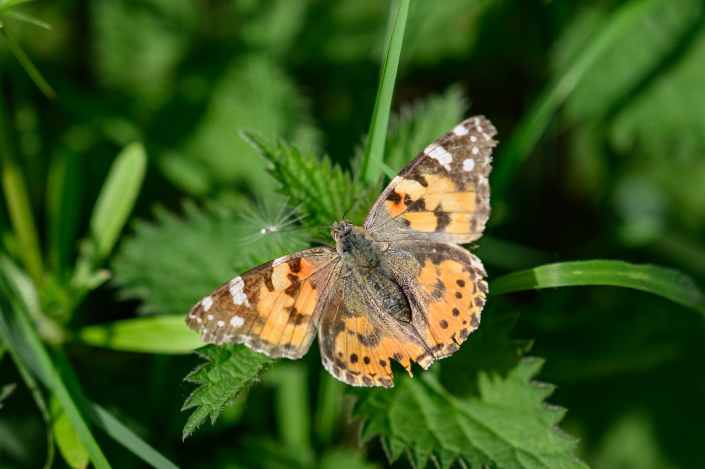 Up close butterfly
