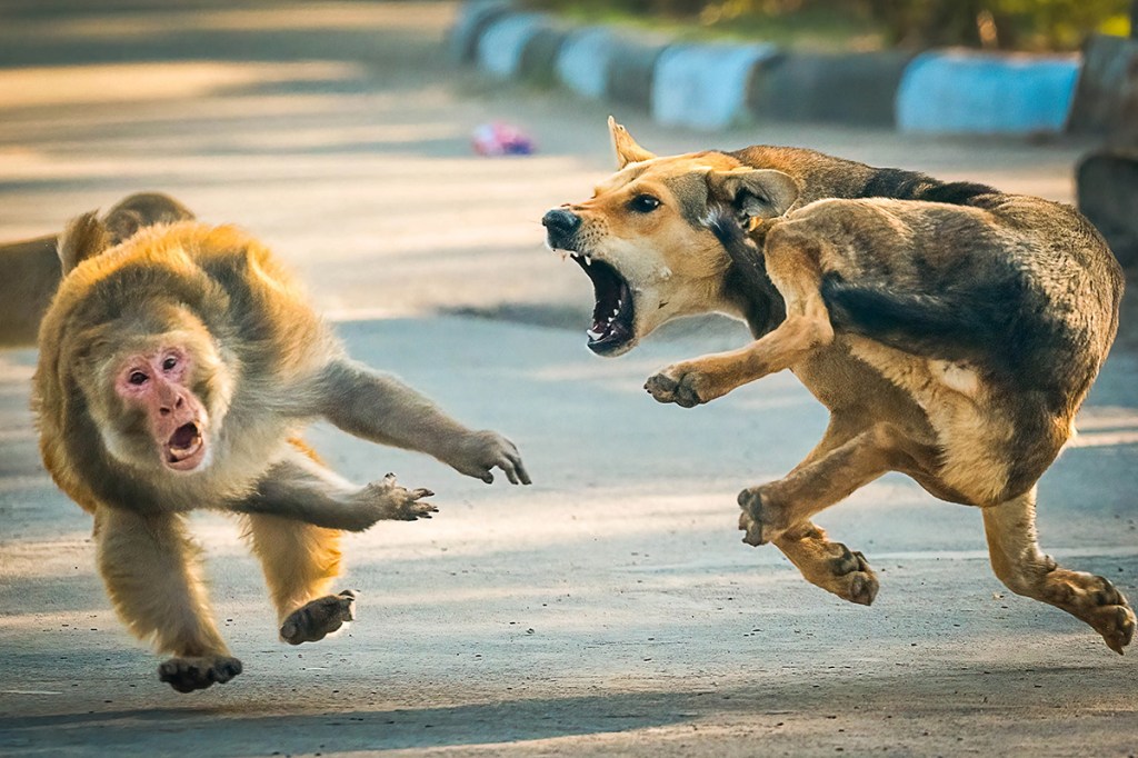 dog barking at a monkey on the street both jumping midair