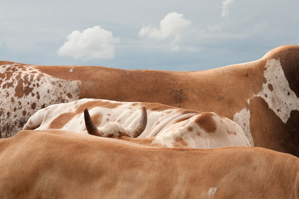 Yudha Kusuma Putera - Waste Colonialism (Sapi-Sapi Piyungan), Indonesia