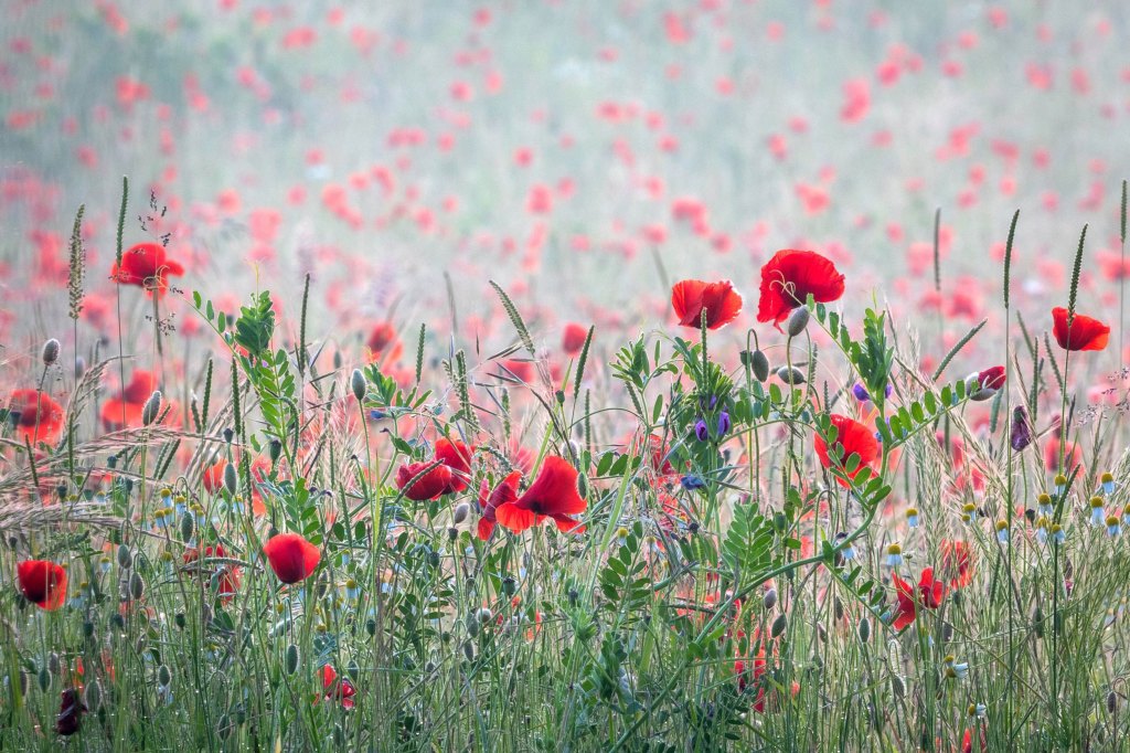wildflower field with lots of red poppies