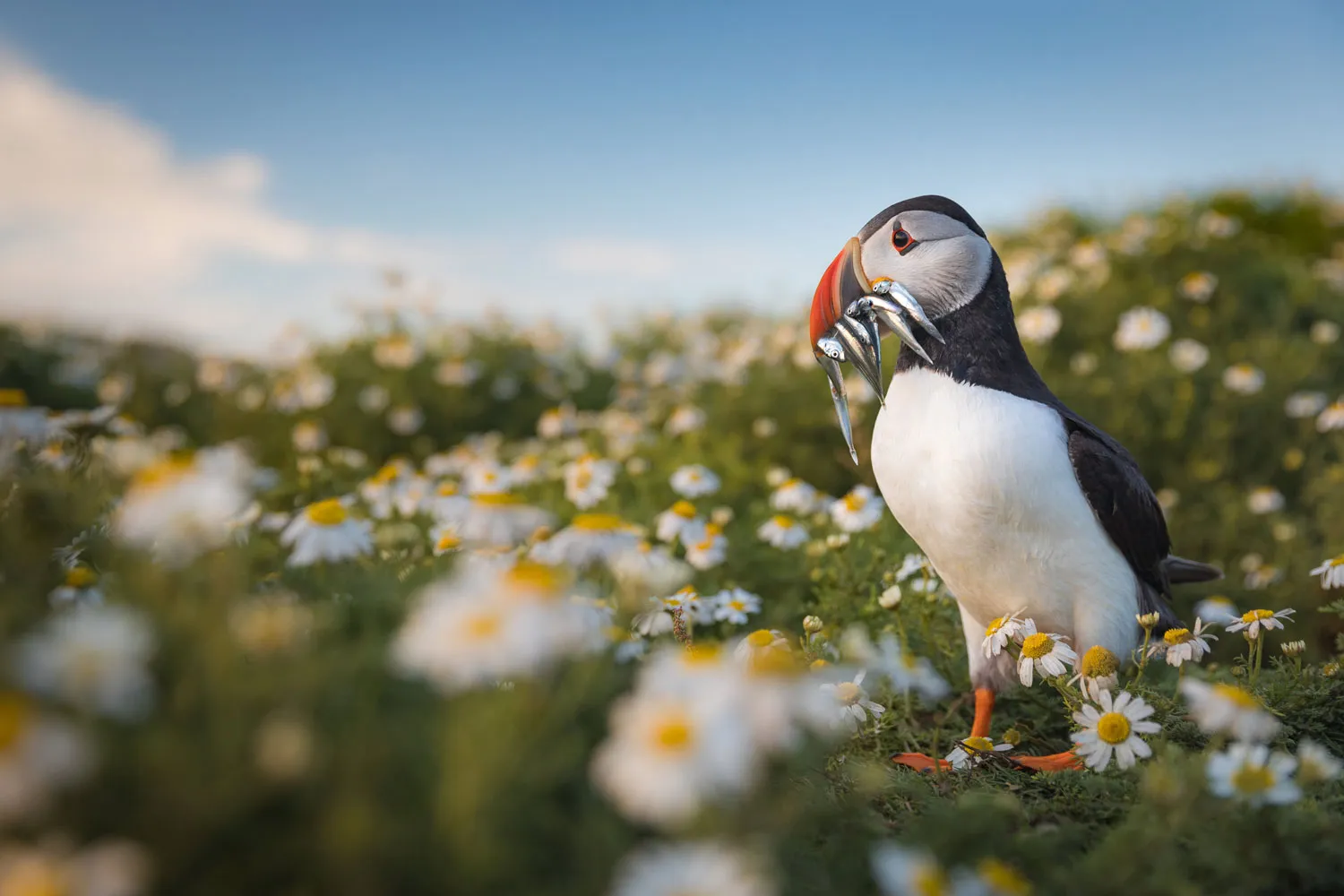 These stunning pictures of adorable puffins will seriously brighten up your day