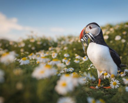 Atlantic Puffin from the book Puffins by Drew Buckley,