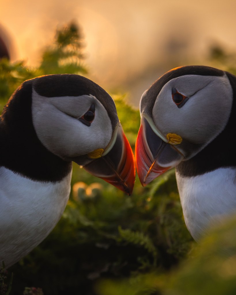 Atlantic Puffins from the book Puffins by Drew Buckley,