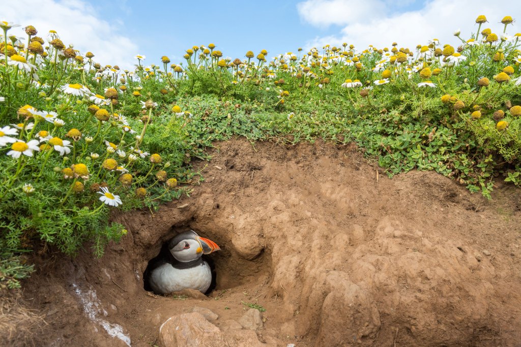 Atlantic Puffin from the book Puffins by Drew Buckley,