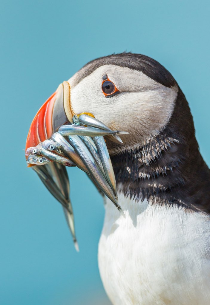 Atlantic Puffin with fish in its beak, from the book Puffins by Drew Buckley,