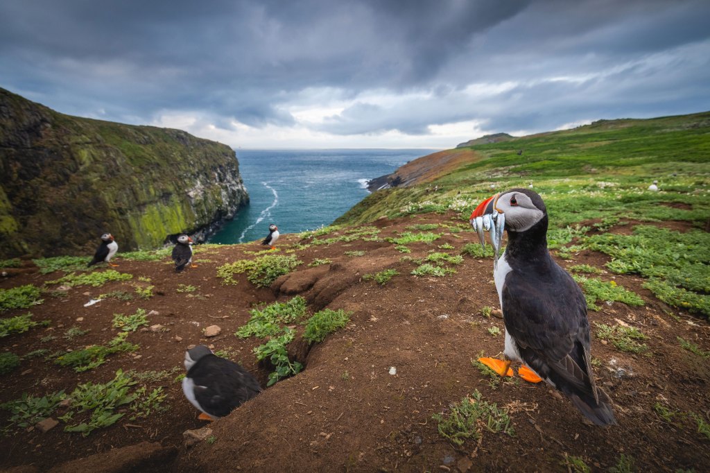 Atlantic Puffin from the book Puffins by Drew Buckley,