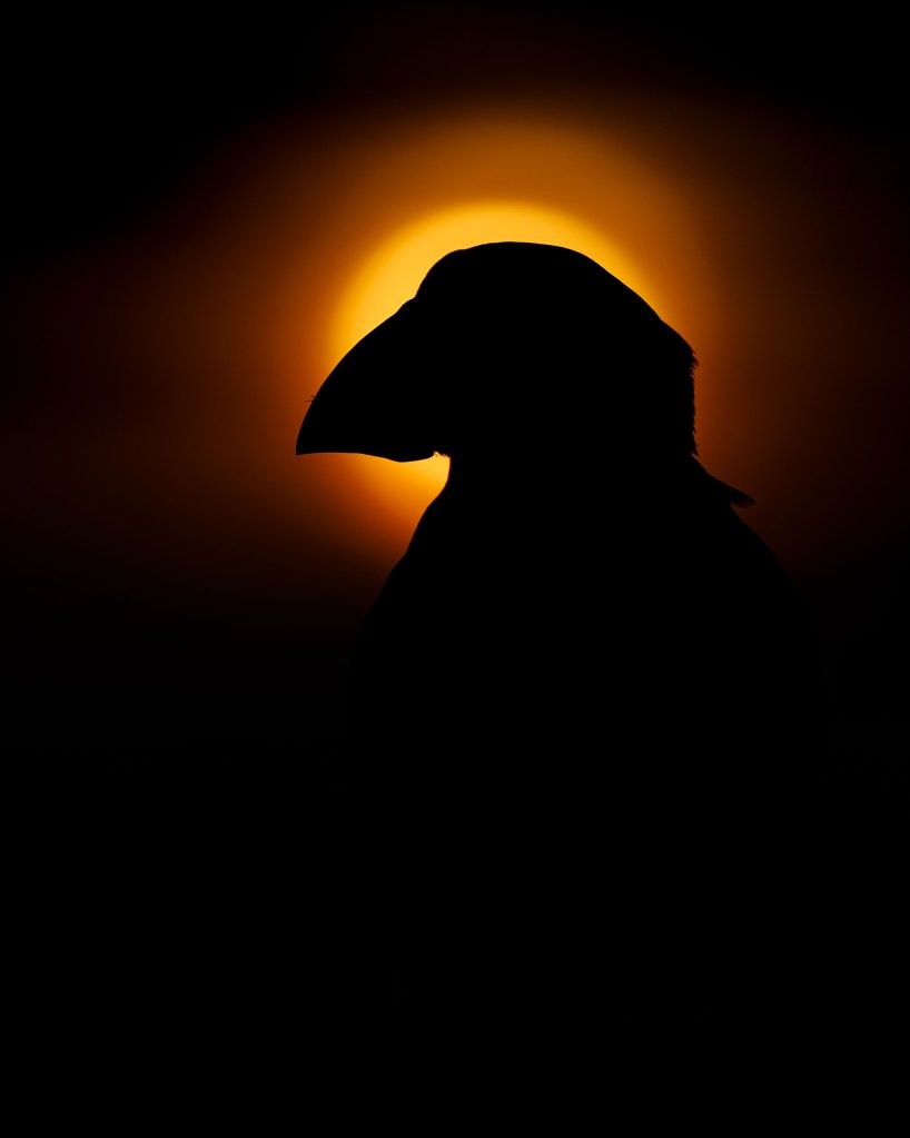 Atlantic Puffin silhuetted from the book Puffins by Drew Buckley,