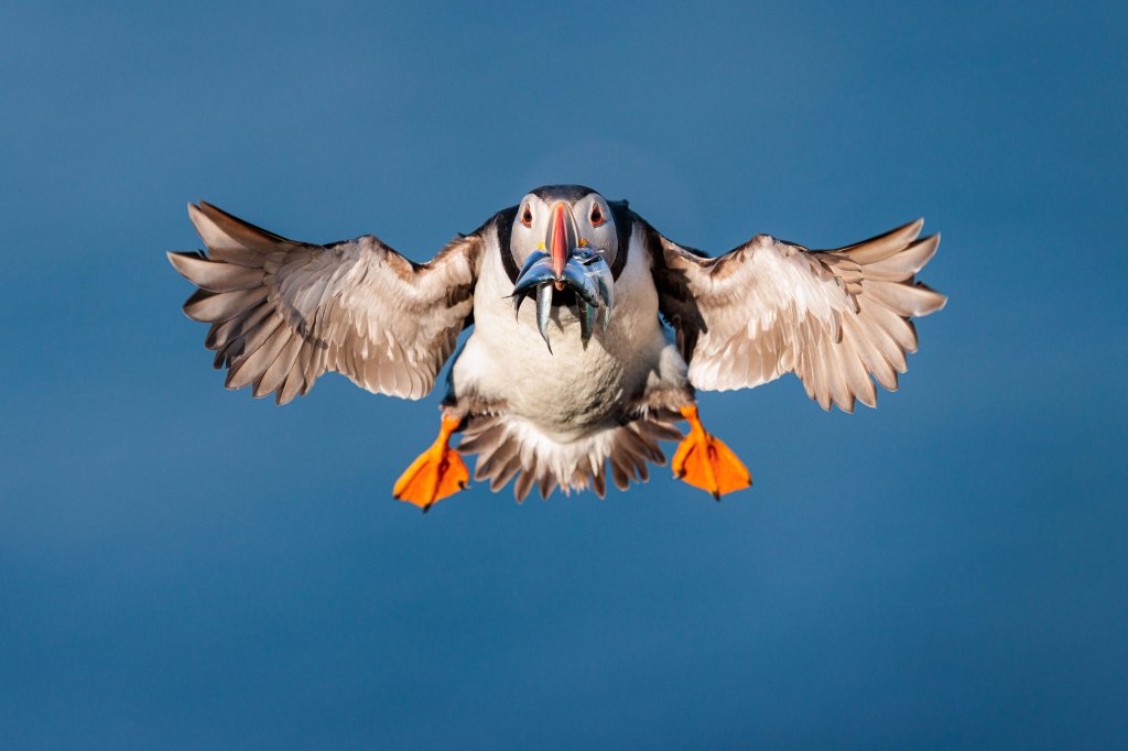 Atlantic Puffin in flight from the book Puffins by Drew Buckley,