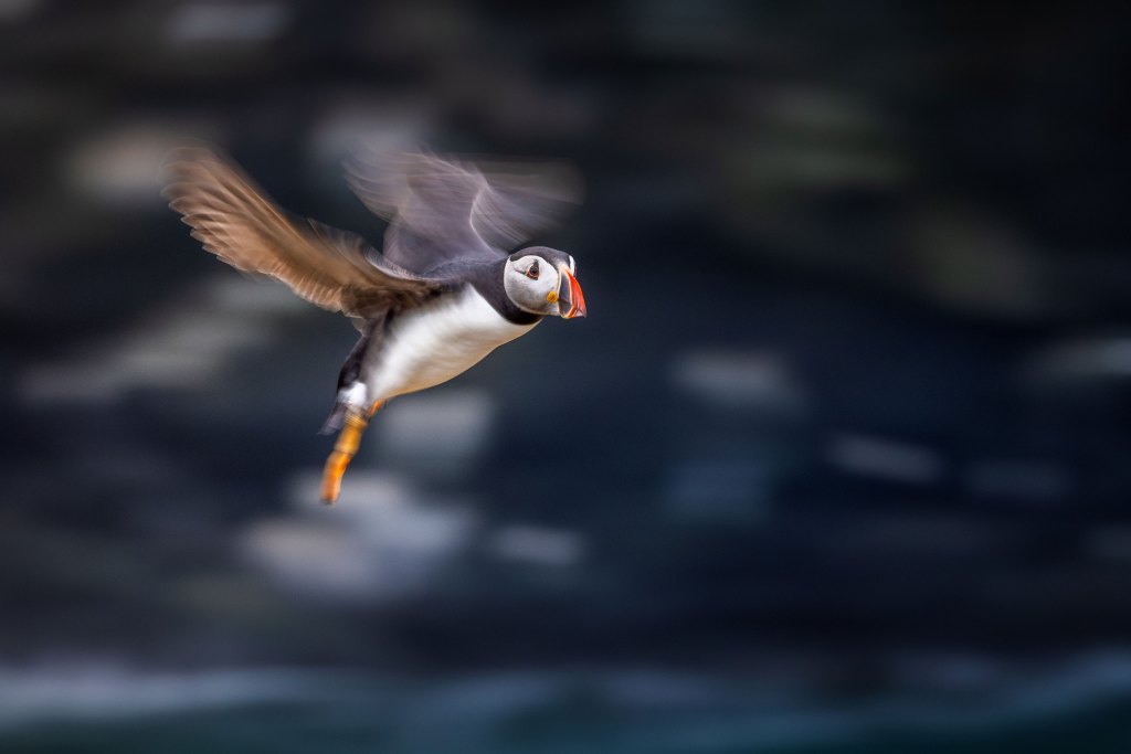Atlantic Puffin from the book Puffins by Drew Buckley,