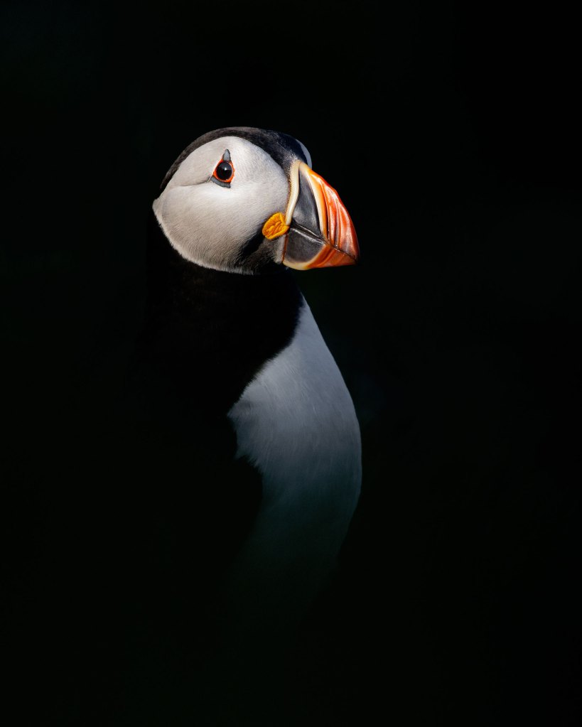 Atlantic Puffin from the book Puffins by Drew Buckley,