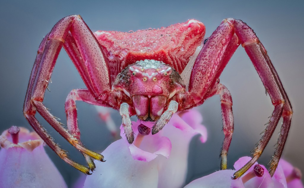 macro photograph of a Pink heather crab spider, Thomisus onustus by David Hamilton