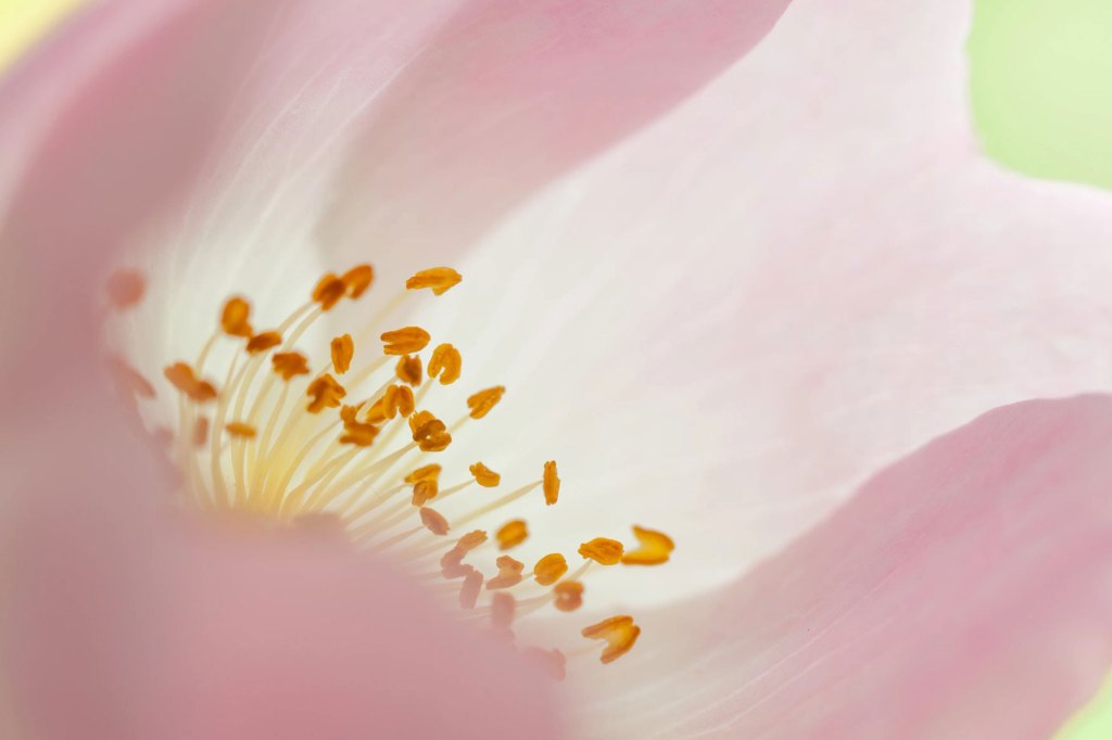 Dog rose by Justin Minns. Rosa canina shot in Sproughton, Suffolk