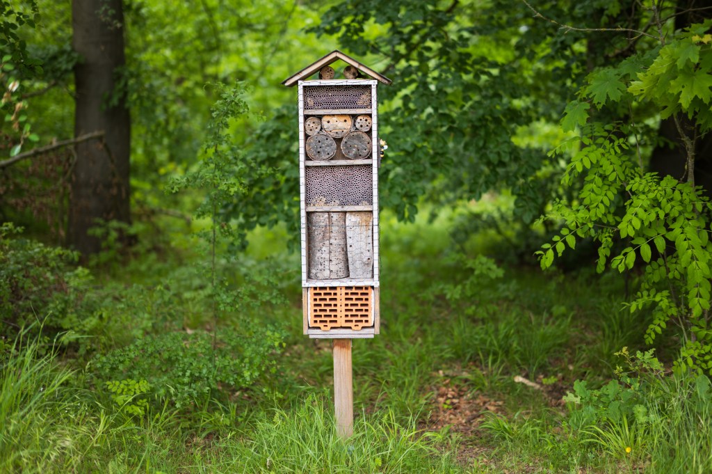 Leica SL3-P insect hotel sample image