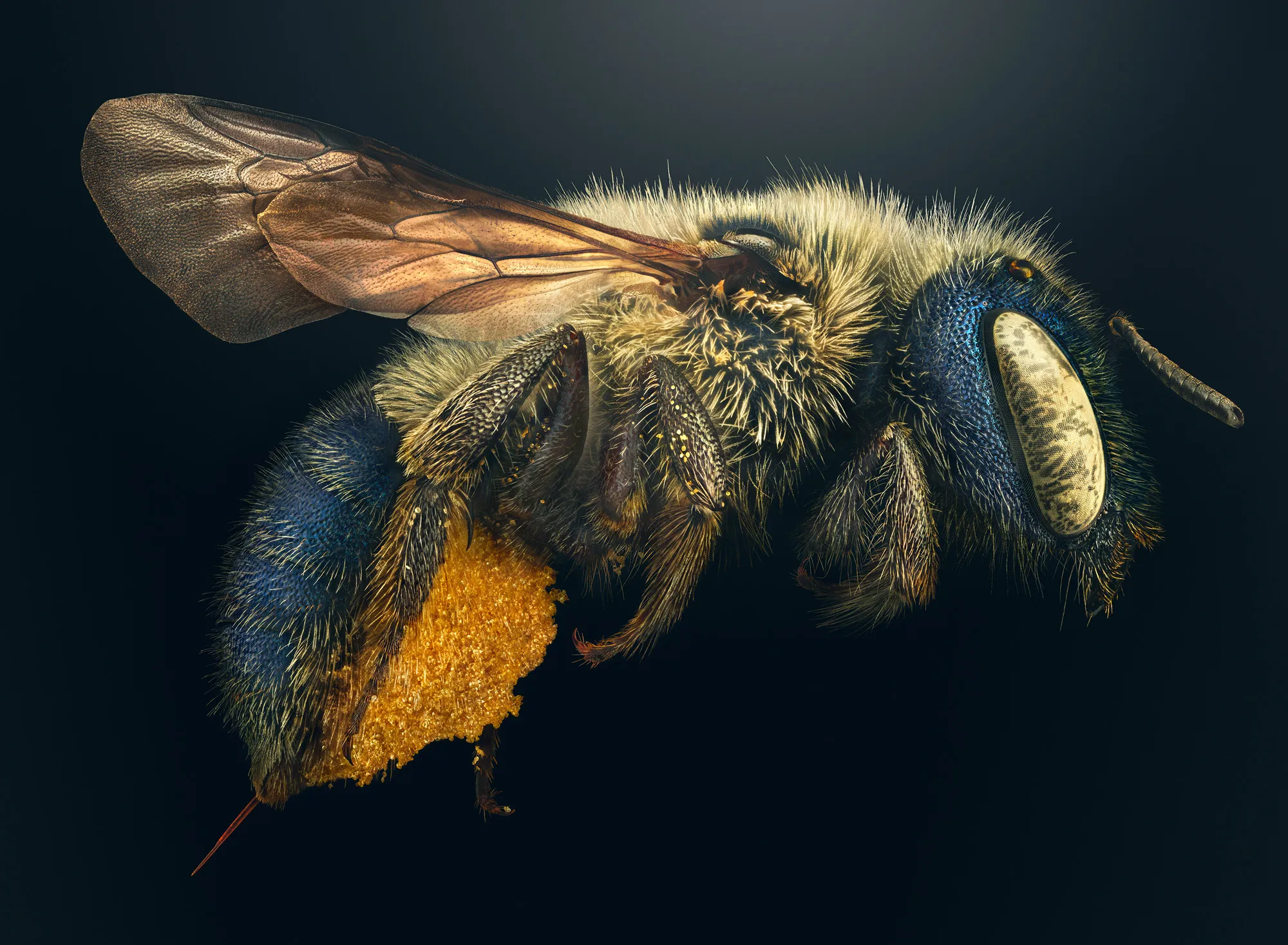 Three Macro Photographers Break Down Their Best Shots
