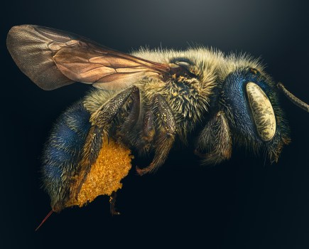 Blue Calamintha Bee by Levon Biss