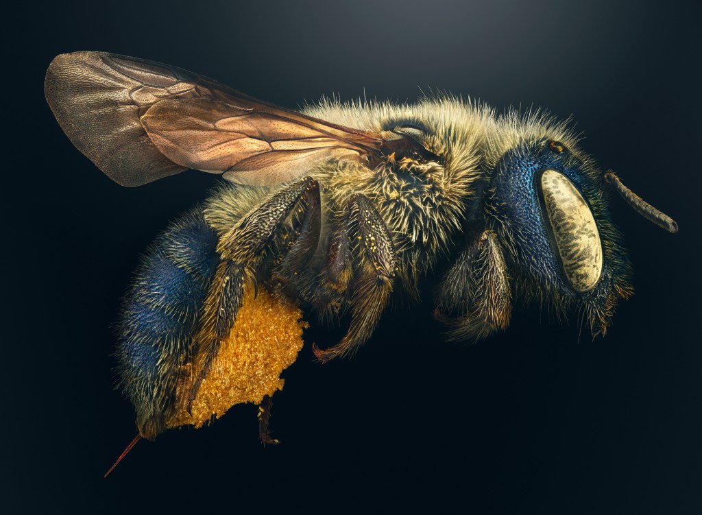 Blue Calamintha Bee by Levon Biss
