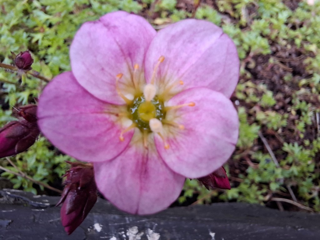 Using the dedicated macro camera you have to get the distance exactly right. Photo JW