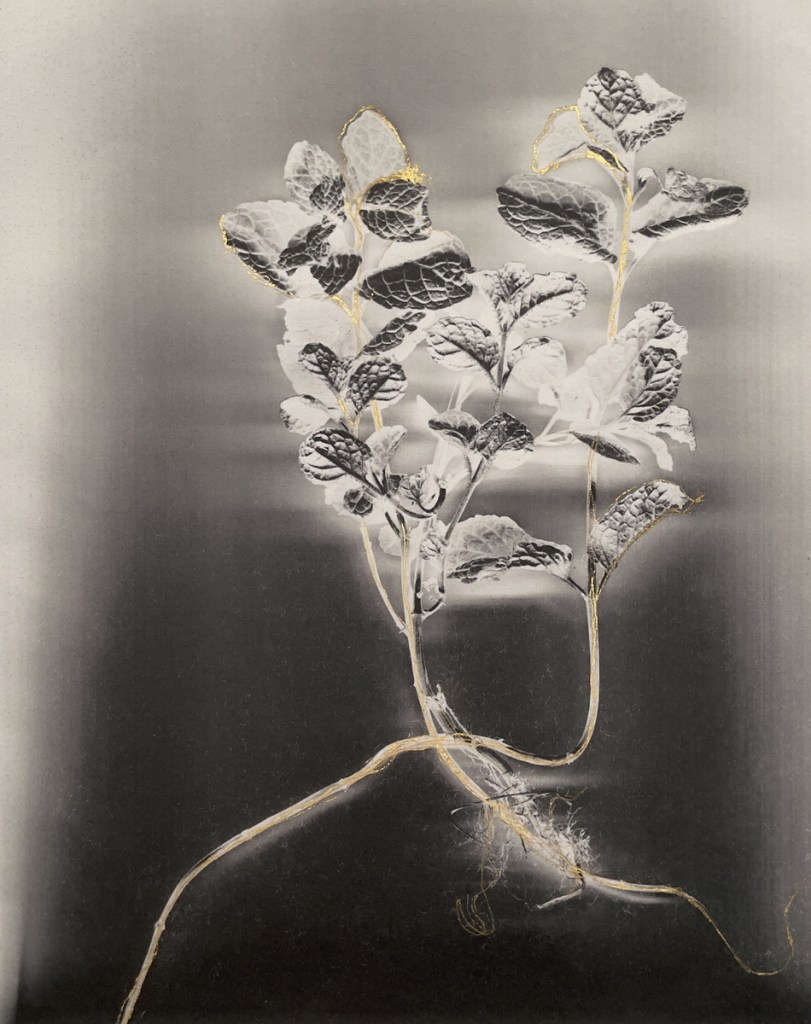 Marcy Palmer, Mentha. From the series Seeds of Strength and Resilience © Marcy Palmer. Courtesy of The Royal Photographic Society