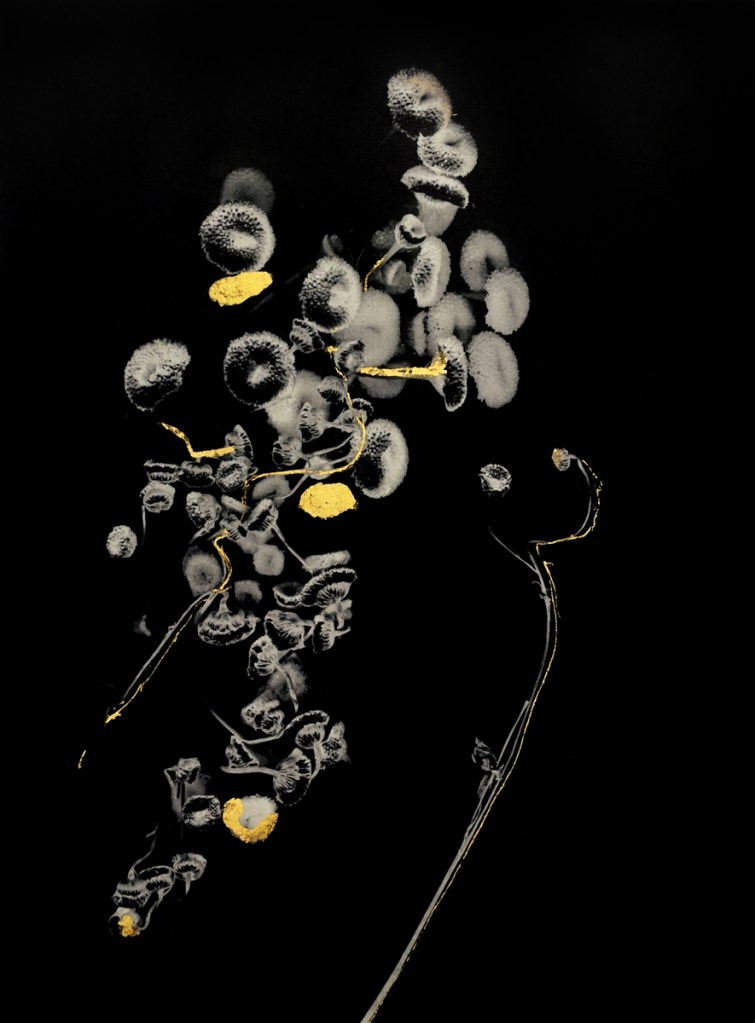 Marcy Palmer, Of Athanasia. From the series Seeds of Strength and Resilience © Marcy Palmer. Courtesy of The Royal Photographic Society
