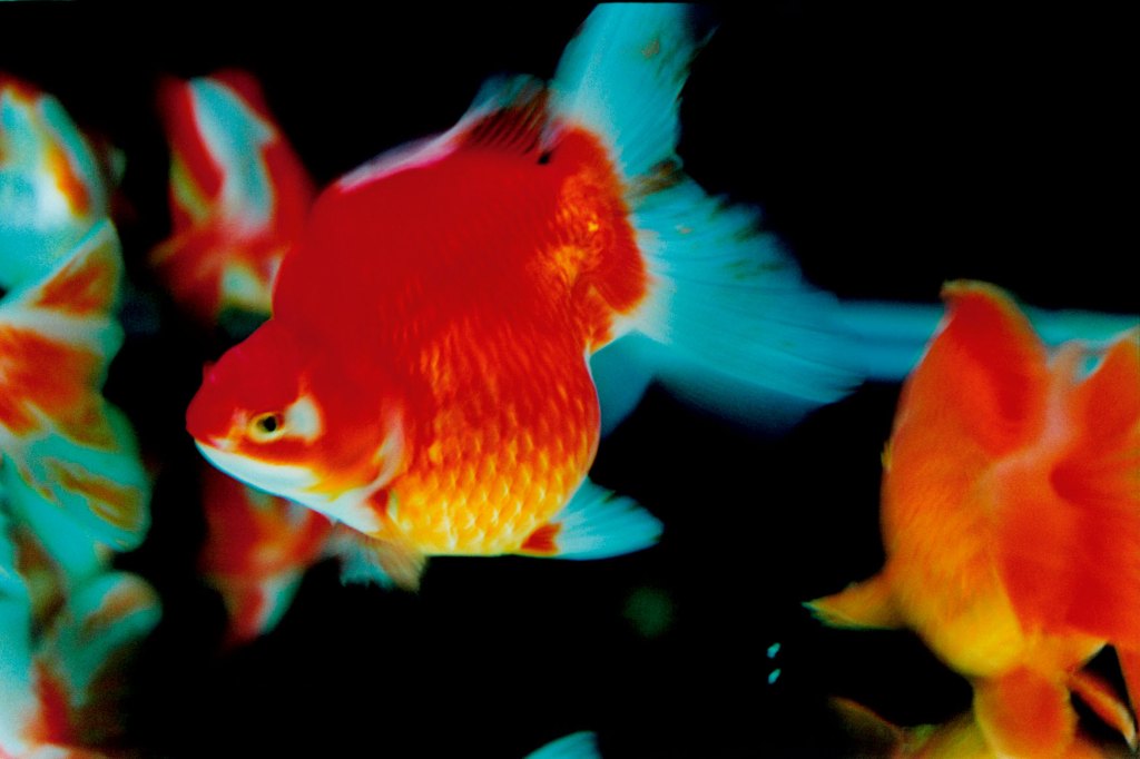 Colour photograph of red, yellow and blue coloured fishes.