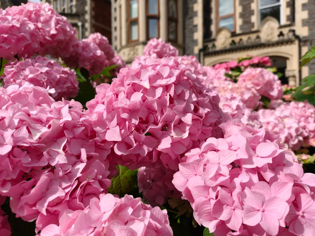 Oppo Reno 16 Pro pink, flowers close-up
