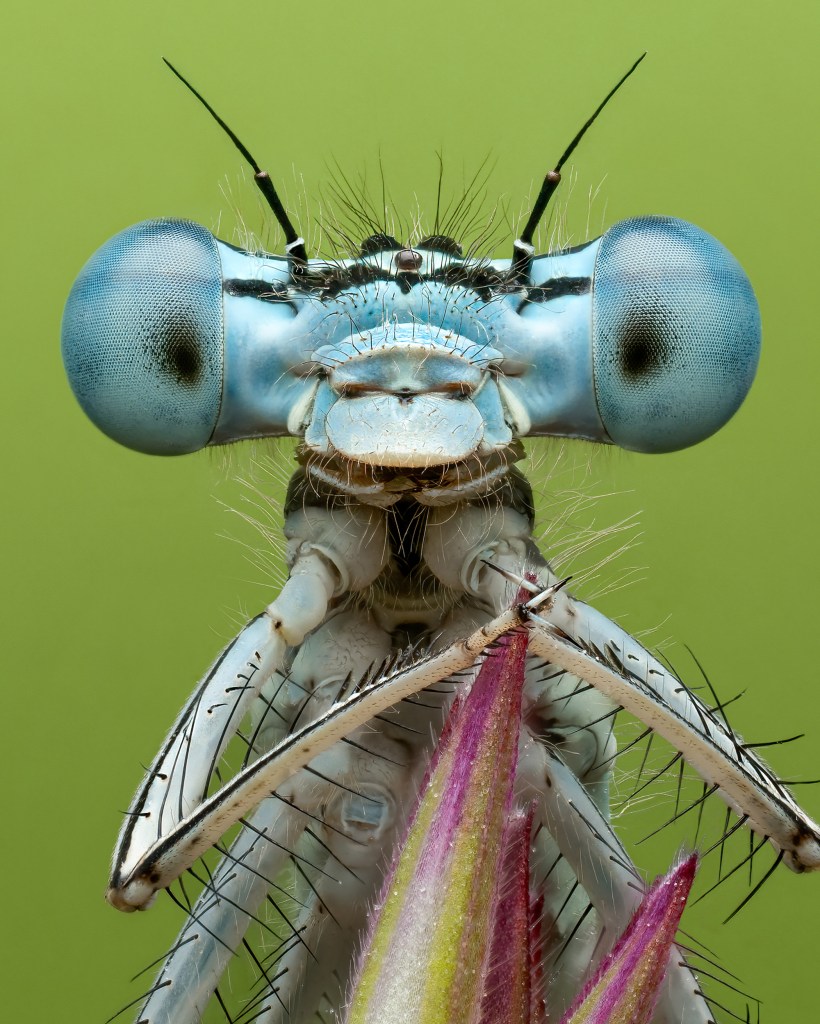 macro portrait of a white legged Damselfly by Pete Burford