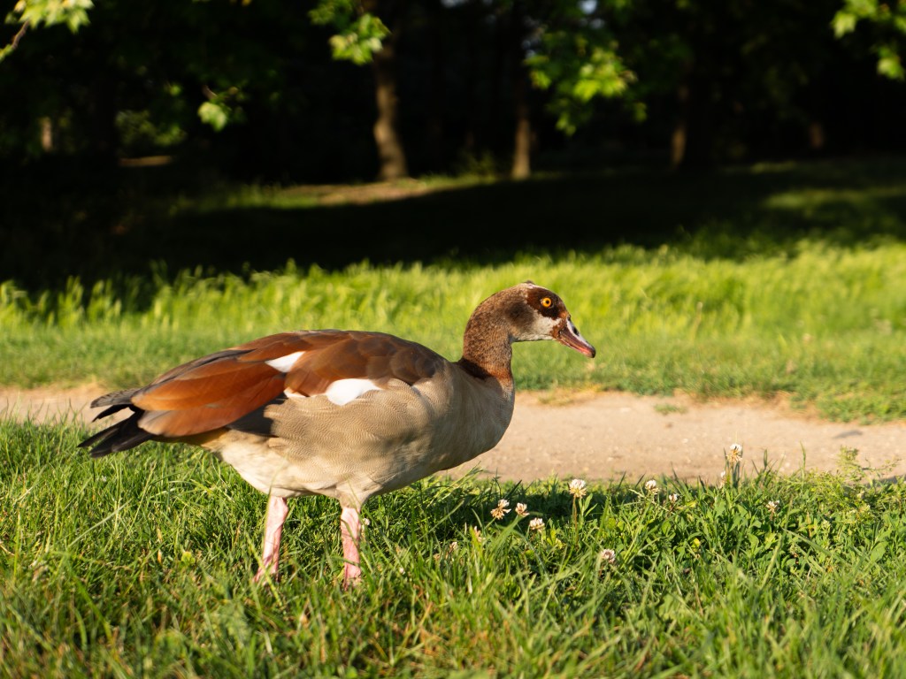 Panasonic Lumix L10 Canada Goose sample image