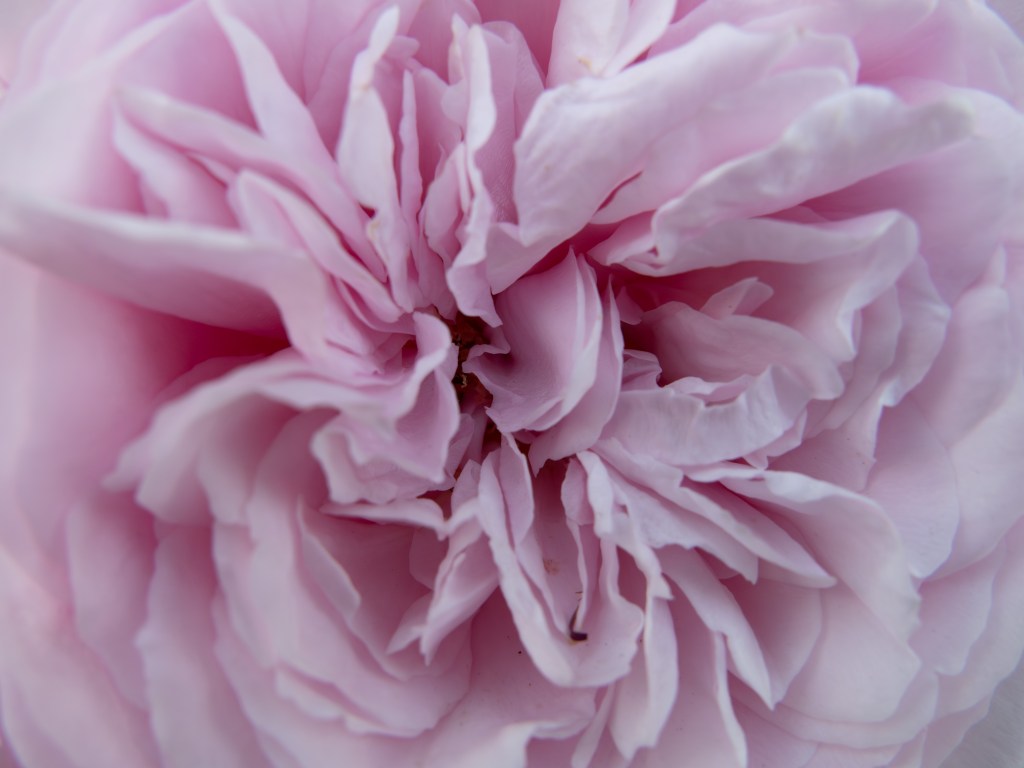 Panasonic Lumix L10 close-up sample image