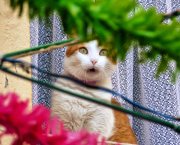 Enough to make you scream: Is Google stealthily mining your images, like mine here, to train its AI? No wonder the cat looks shocked