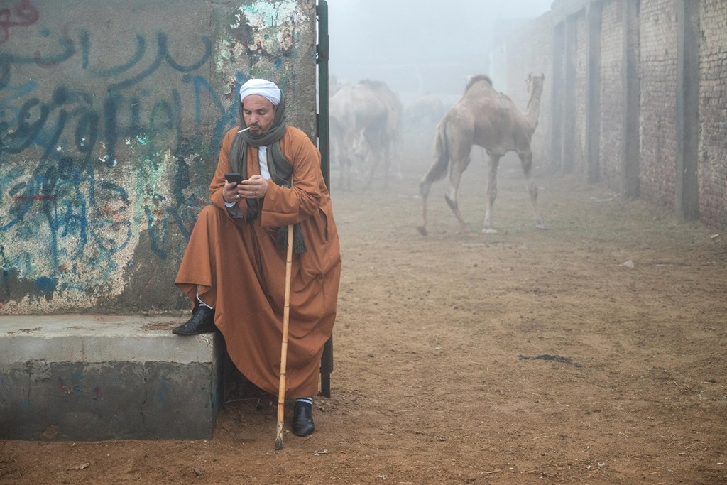 photo of a camel seller on street corner looking at his phone