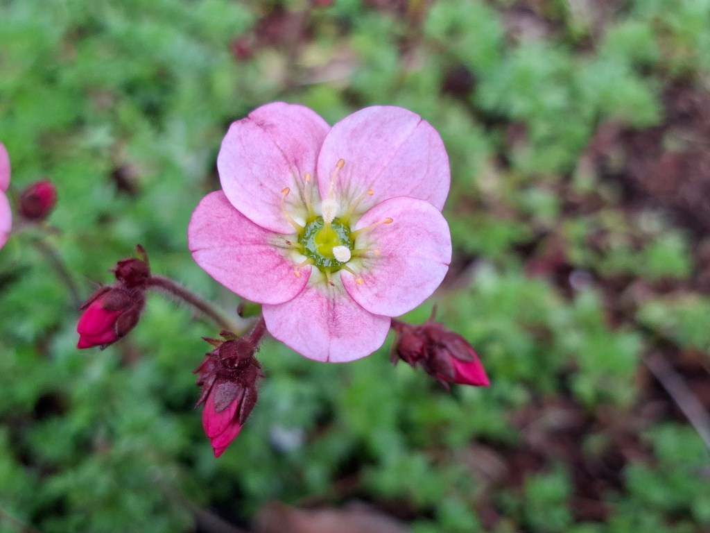 Using 2x zoom and the main camera, you get MUCH nicer close-up photos. JW