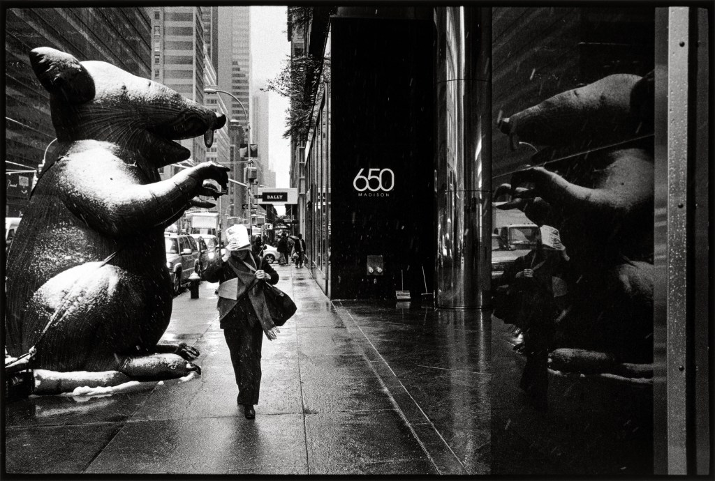 Union rat, Madison Avenue, Midtown, January 26, 2011. Image Credit: William Meyers