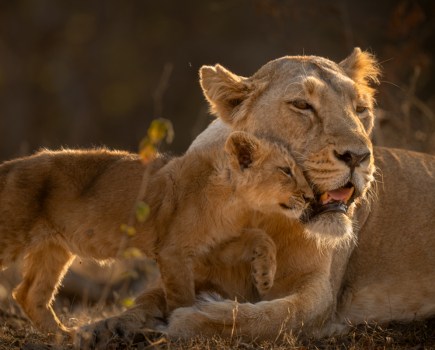 lion cub nuzzles lioness face