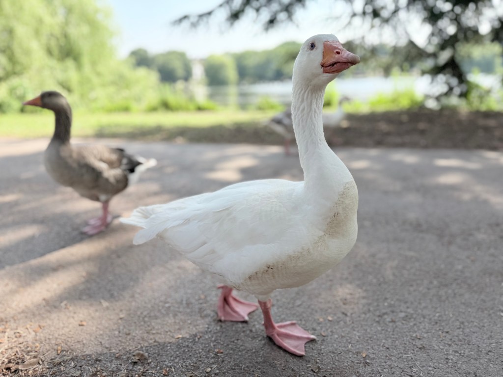 A picture of a white duck