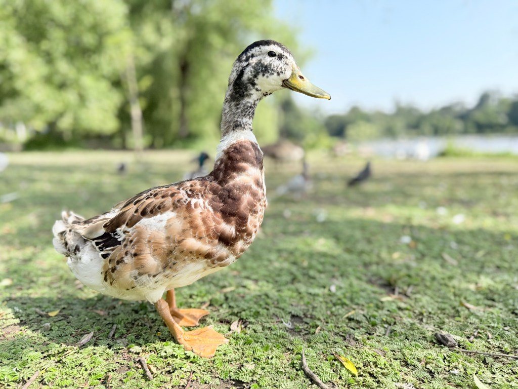 A duck
