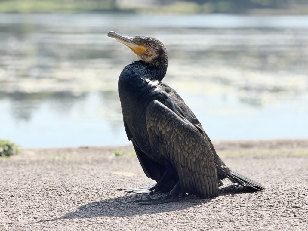 A cormorant