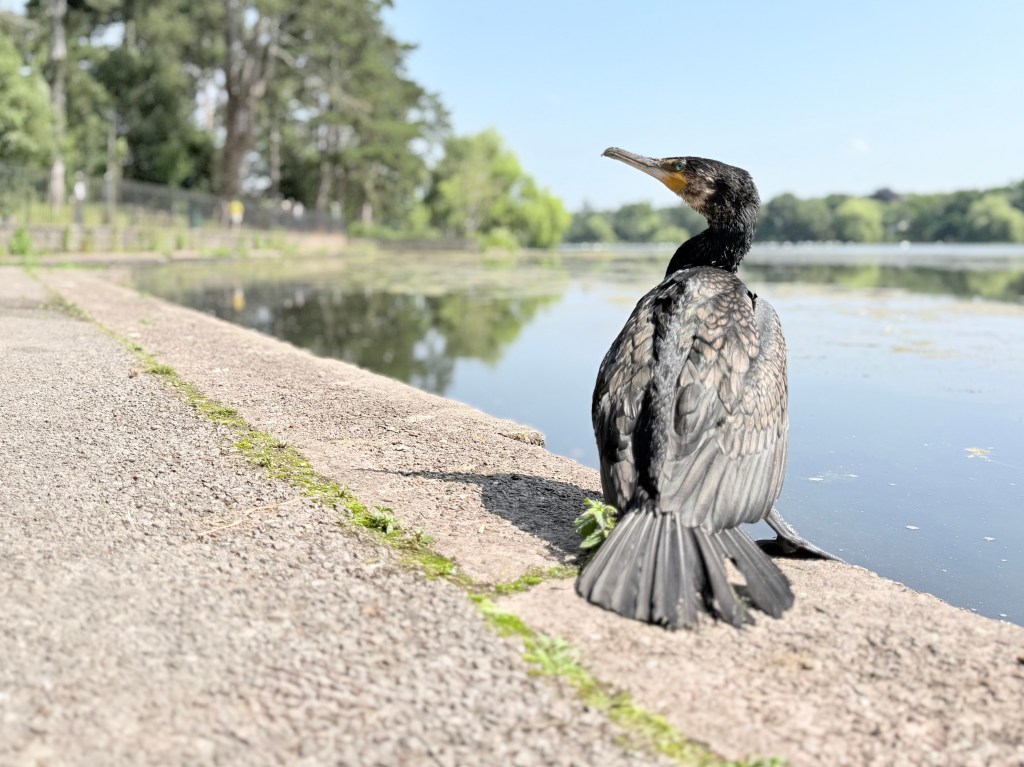 A cormorant sitting next to a lake